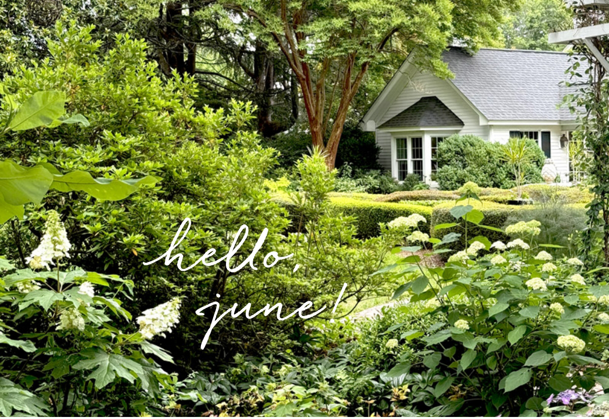 A lush garden is filled with various green plants and white hydrangeas, surrounding a quaint white cottage. A text overlay reads "hello june!" in elegant cursive. The scene is bright, verdant, and serene, signaling the arrival of summer. Fearrington Village
