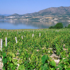 greek vineyard