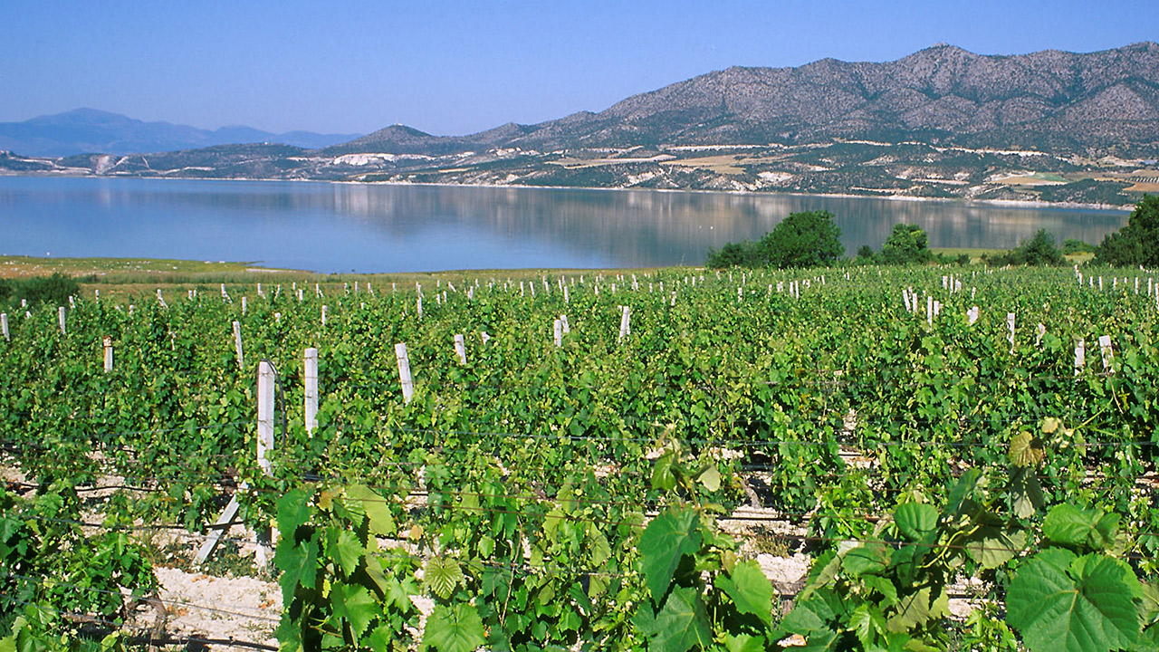 greek vineyard