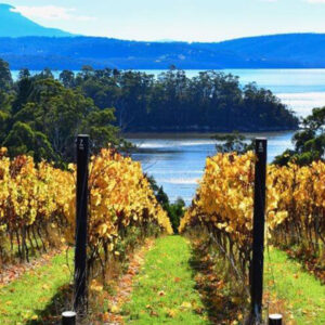 Vineyard with rows of grapevines adorned with yellow autumn leaves. A serene lake surrounded by forests and hills is visible in the background under a clear blue sky. Fearrington Village