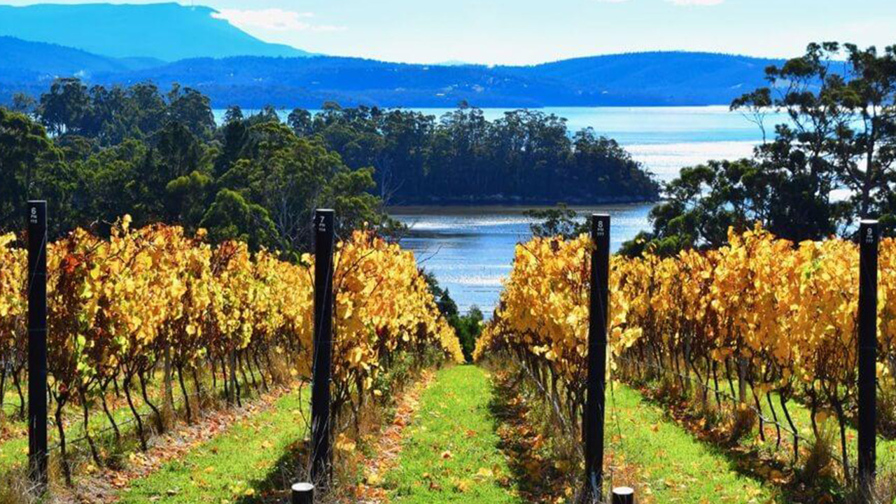 Vineyard with rows of grapevines adorned with yellow autumn leaves. A serene lake surrounded by forests and hills is visible in the background under a clear blue sky. Fearrington Village