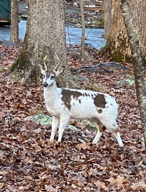 An unusual piebald deer with a mix of brown and white fur stands alert in a forested area with fallen leaves covering the ground. Several trees and a faint pathway are visible in the background. Fearrington Village