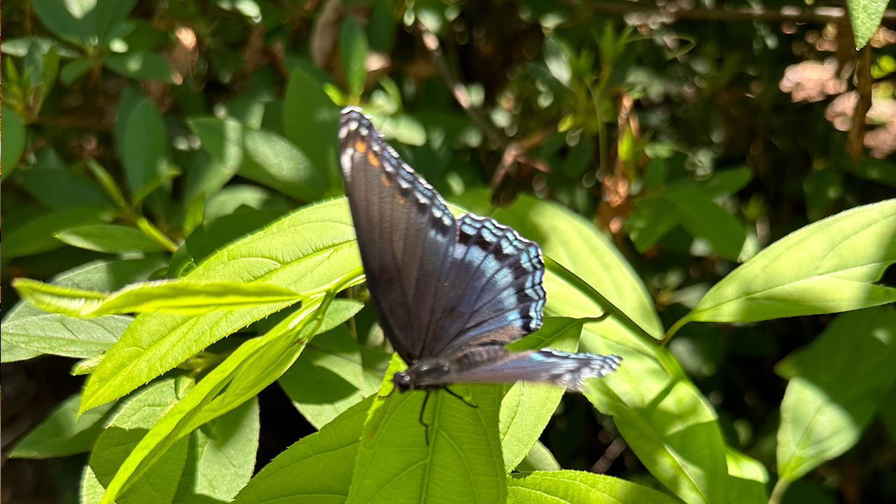 A black butterfly with teal and blue edging on its wings rests on a leafy green plant in a sunlit garden. The background is filled with out-of-focus foliage. Fearrington Village