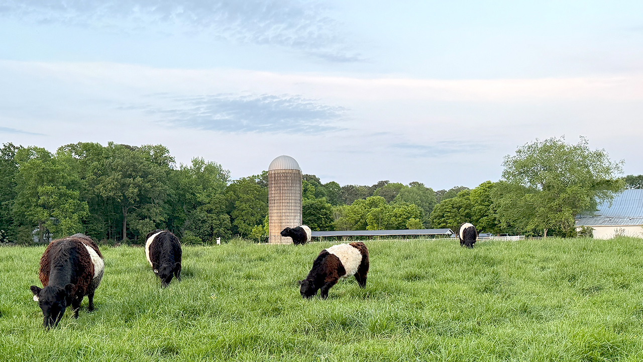 A green field with six black and white cows grazing. A tall, cylindrical silo and a few trees are visible in the background under a partly cloudy sky. Fearrington Village