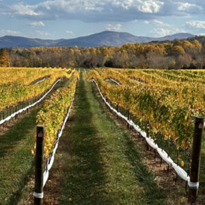 pollak vineyards