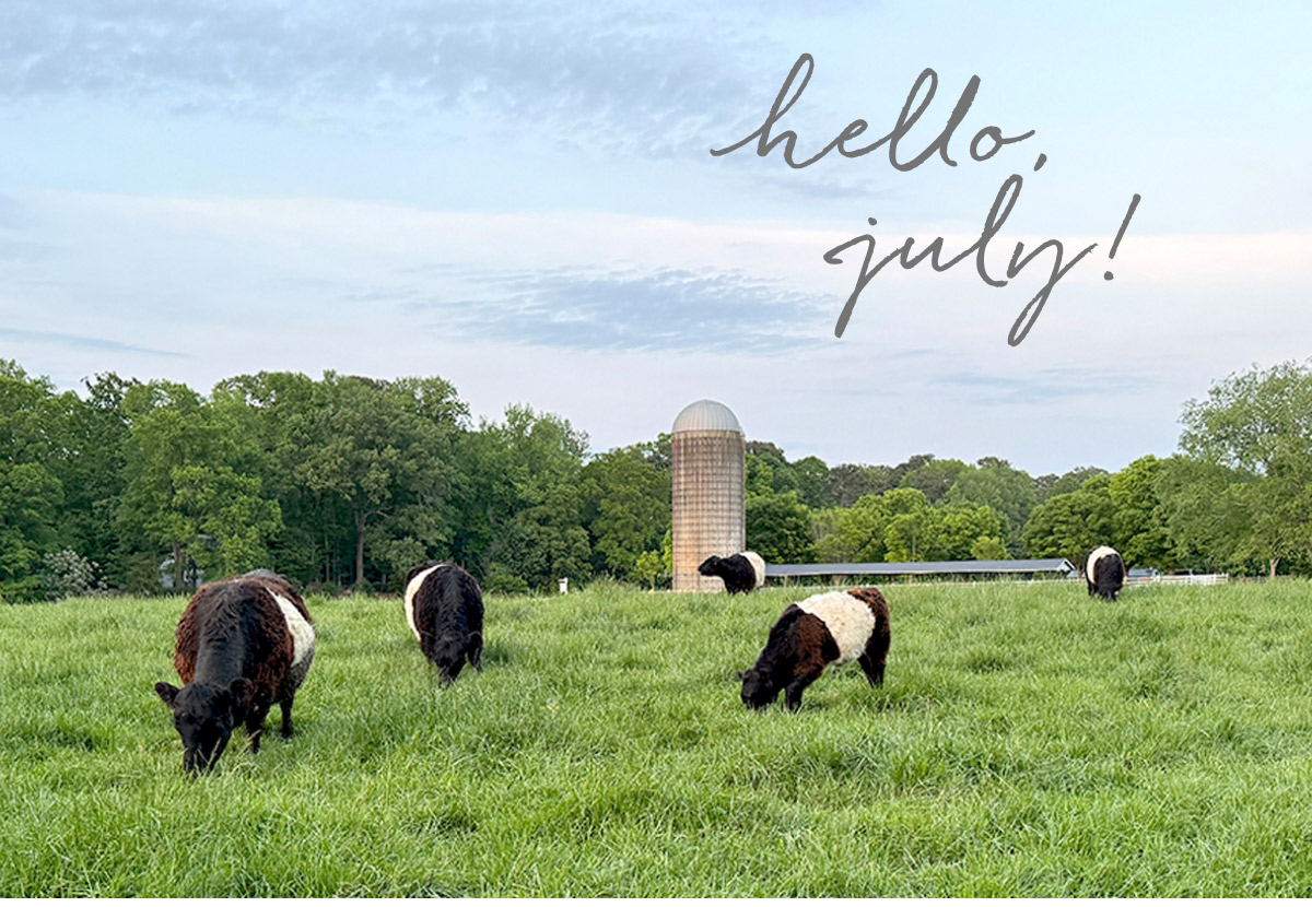 A serene meadow scene with five beltie cows grazing on lush green grass. A cylindrical silo stands in the background among dense green trees. The sky is partly cloudy, and the text "hello, july!" is written in a stylish font at the top right of the image. Fearrington Village