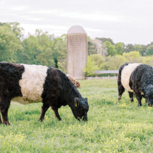 Two black and white Belted Galloway cows graze in a lush green pasture with yellow wildflowers. In the background, there is a silo and several trees with green foliage. The sky is light and partly cloudy. Fearrington Village