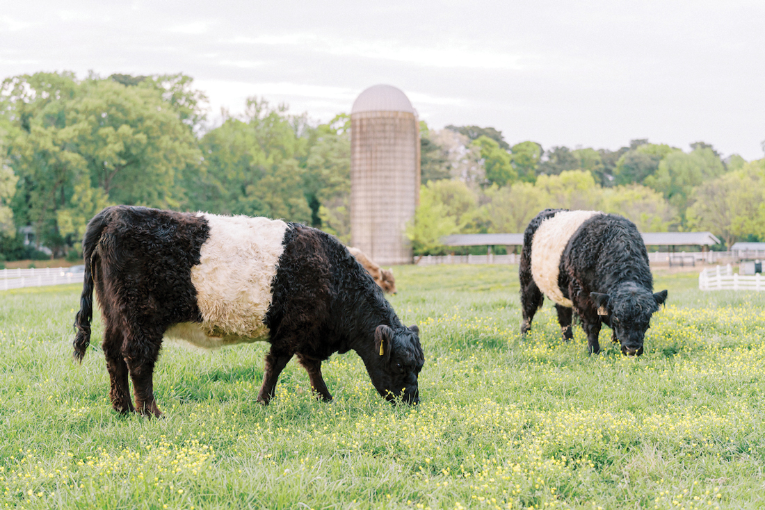 Two black and white Belted Galloway cows graze in a lush green pasture with yellow wildflowers. In the background, there is a silo and several trees with green foliage. The sky is light and partly cloudy. Fearrington Village