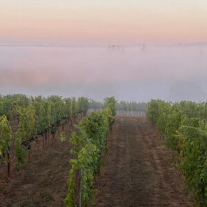 A serene vineyard at dawn with rows of grapevines stretching into the distance. A layer of fog rolls over the landscape, while the horizon softly glows with pastel hues of pink and orange, creating a tranquil and picturesque scene. Fearrington Village