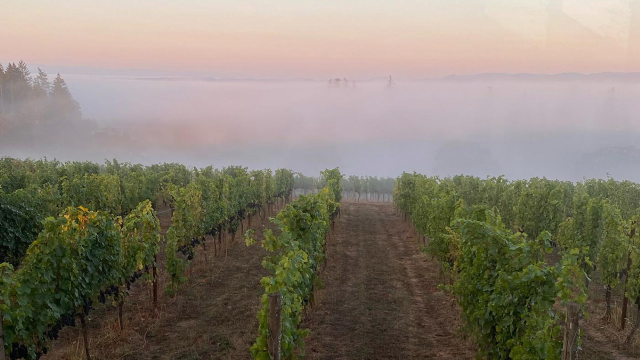 A serene vineyard at dawn with rows of grapevines stretching into the distance. A layer of fog rolls over the landscape, while the horizon softly glows with pastel hues of pink and orange, creating a tranquil and picturesque scene. Fearrington Village