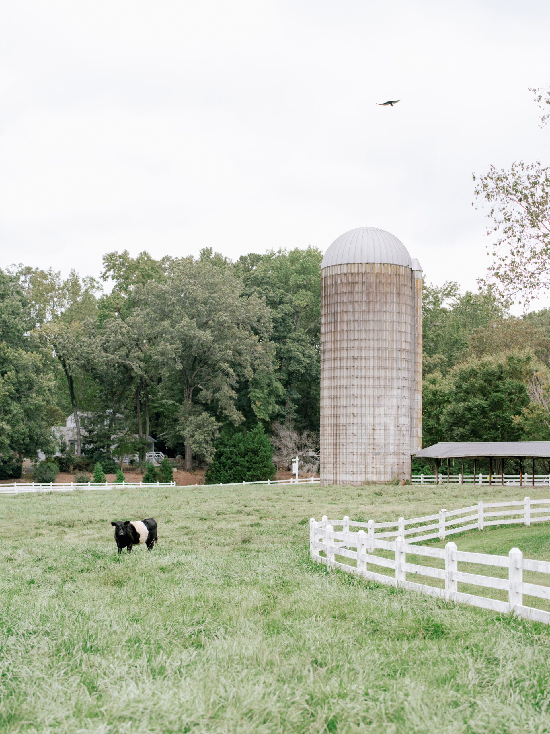 A cow grazes in a grassy field enclosed by a white wooden fence with a tall, cylindrical silo in the background. Trees surround the area, and a bird flies in the cloudy sky above. Fearrington Village