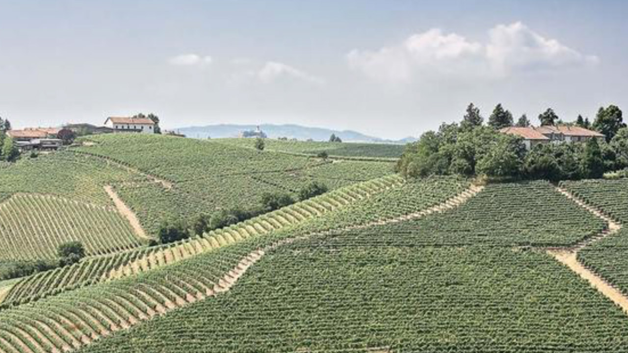 A vast, lush vineyard spreads across rolling hills under a partly cloudy sky. Rows of grapevines form neat, green patterns on the slopes. In the distance, trees and a few buildings, including a farmhouse, dot the landscape, exemplifying a serene countryside. Fearrington Village