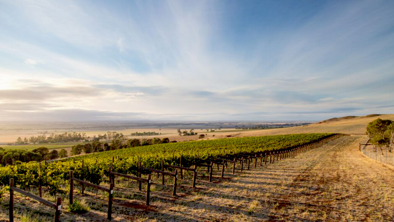 Chalmers Vineyard. A vast vineyard under a clear sky with rows of grapevines extending into the distance. The sun casts a warm light over the landscape, and trees are visible far off in the horizon. The terrain is dry with some patches of greenery. Fearrington Village