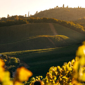 A serene vineyard landscape at sunset, featuring rolling hills covered with orderly rows of grapevines. The sunlight casts a warm golden glow over the fields and hills, adding depth and richness to the green and earthy tones of the scene. Fearrington Village