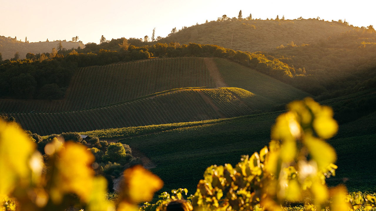 A serene vineyard landscape at sunset, featuring rolling hills covered with orderly rows of grapevines. The sunlight casts a warm golden glow over the fields and hills, adding depth and richness to the green and earthy tones of the scene. Fearrington Village