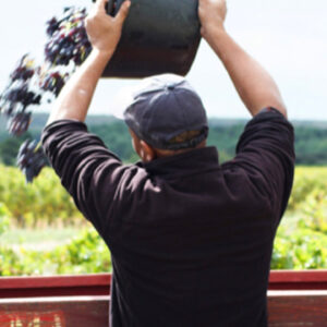 A person wearing a cap and dark clothing is pouring a bucket of grapes into a large container. The individual is facing away from the camera, with a vineyard and green countryside visible in the background. Fearrington Village