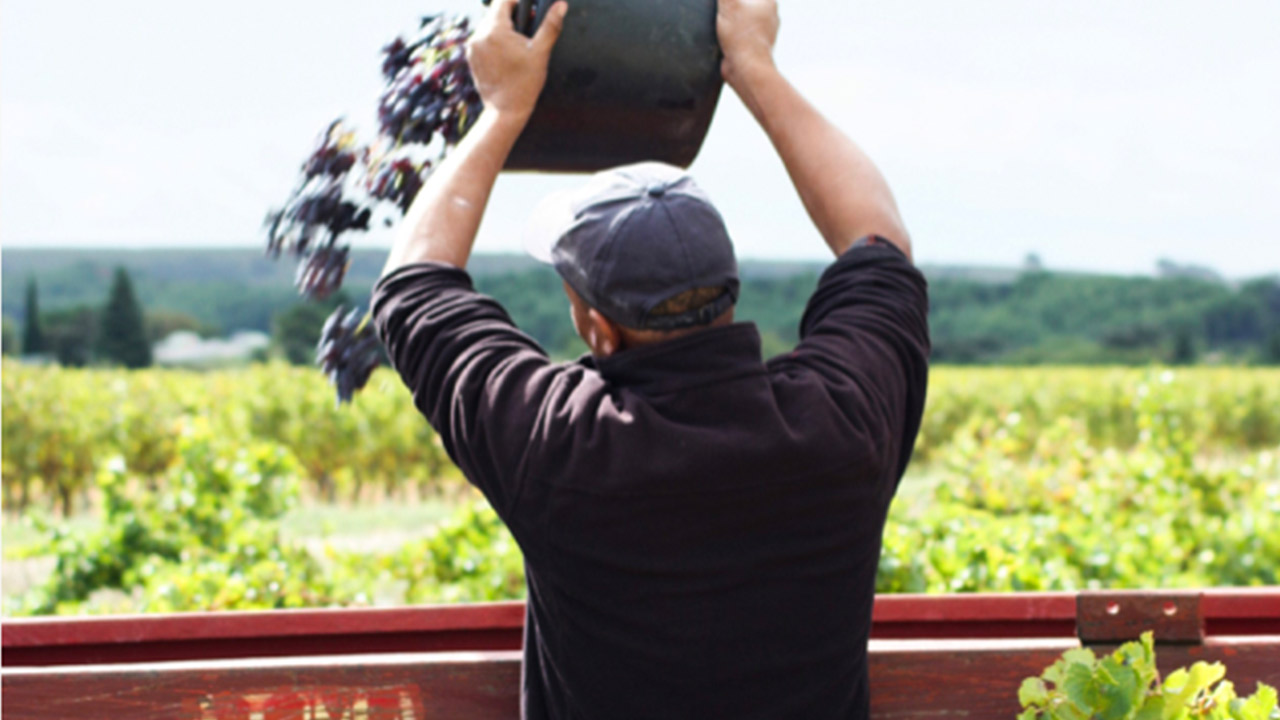 A person wearing a cap and dark clothing is pouring a bucket of grapes into a large container. The individual is facing away from the camera, with a vineyard and green countryside visible in the background. Fearrington Village