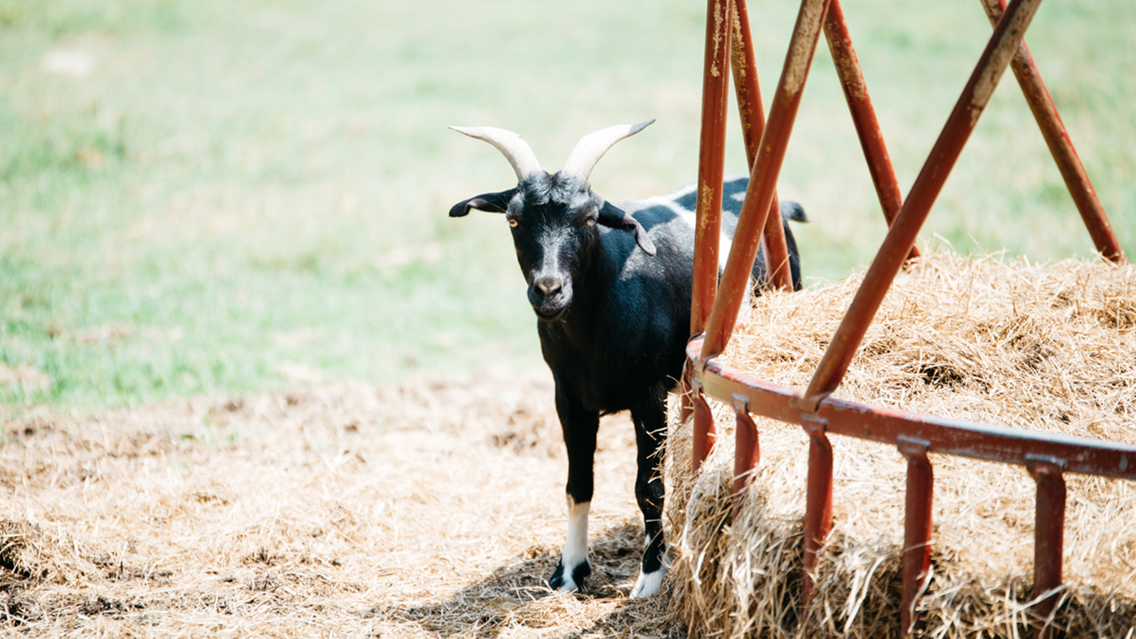 A black goat with white markings on its legs and horns stands beside a circular hay feeder in an open field. The goat looks directly at the camera, with a backdrop of green grass and a sunny sky. Fearrington Village