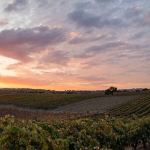 A scenic view of a vineyard under a colorful sunset sky. Rows of grapevines stretch into the distance, with patches of green, yellow, and brown leaves. Wisps of clouds are lit by the setting sun, creating a peaceful and picturesque landscape. Fearrington Village