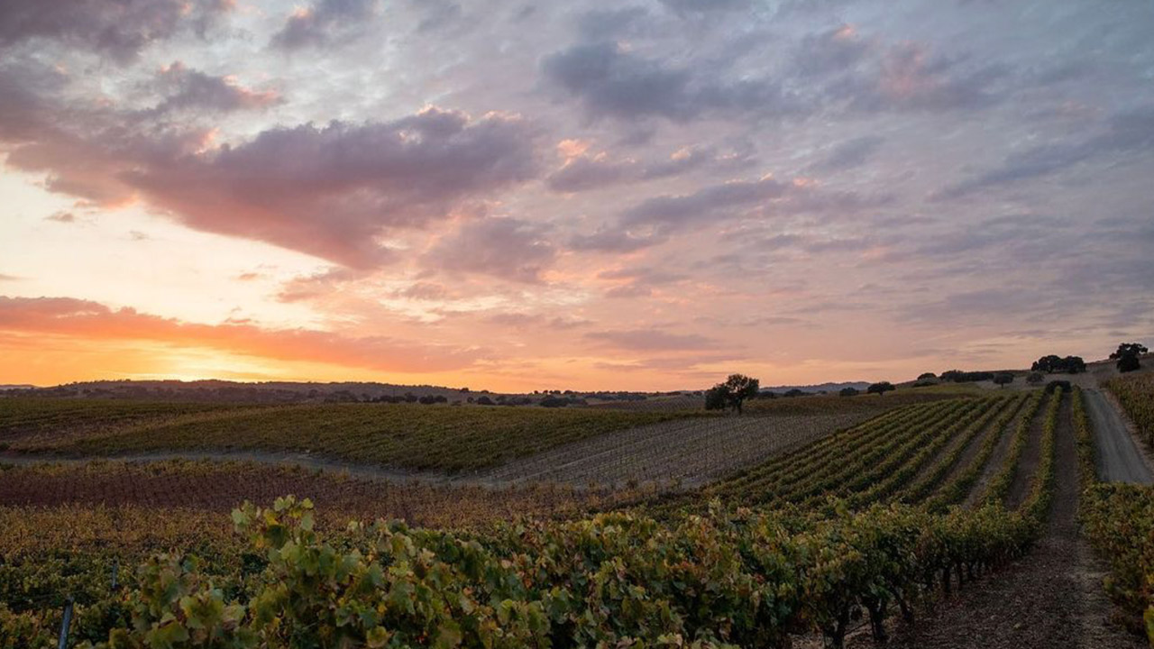 A scenic view of a vineyard under a colorful sunset sky. Rows of grapevines stretch into the distance, with patches of green, yellow, and brown leaves. Wisps of clouds are lit by the setting sun, creating a peaceful and picturesque landscape. Fearrington Village