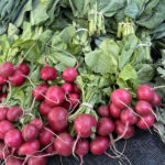 A vibrant display of fresh vegetables at a market. Bundles of bright red radishes with green stems are surrounded by leafy greens, including kale and wild onions. The vegetables are arranged in an orderly fashion on a textured dark fabric background. Fearrington Village
