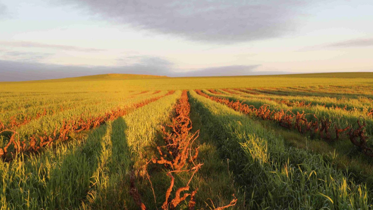 A wide field stretches into the distance under a partly cloudy sky. The rows of the field are filled with vibrant green vegetation, separated by brown, dry, furrowed lines of soil. The scene is warmly lit by the setting or rising sun, casting long shadows. Fearrington Village