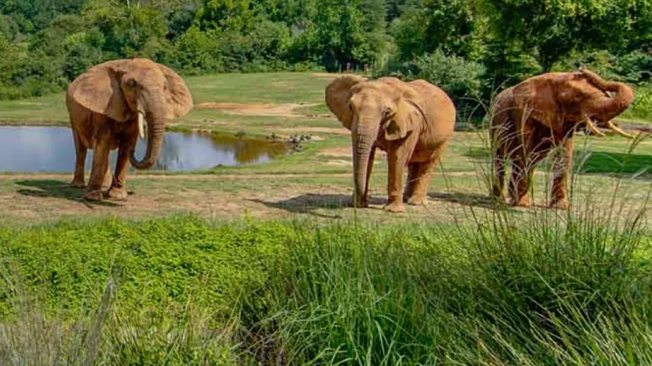 The North Carolina Zoo. Three elephants stand on grassy terrain near a watering hole, surrounded by lush greenery. The elephants appear relaxed, with one raising its trunk in the air. The backdrop includes dense trees and bushes, creating a serene, natural environment. Fearrington Village