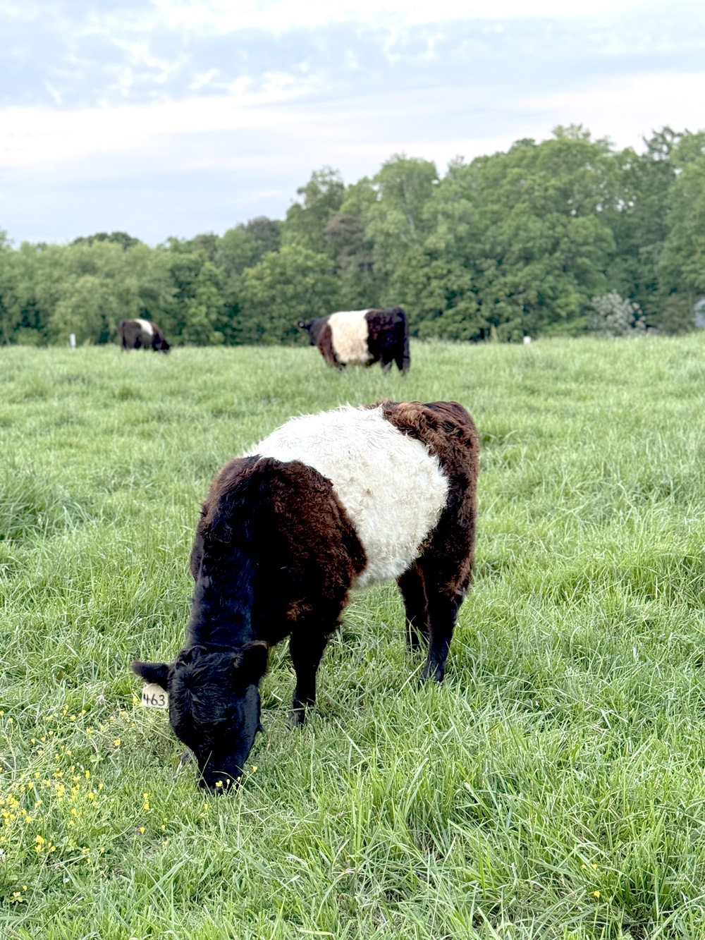 A Belted Galloway cow grazes on a lush, green pasture, with two more cows of the same breed in the background. The cows have distinctive white bands around their midsections. The scene is set against a backdrop of trees and a partly cloudy sky. Fearrington Village