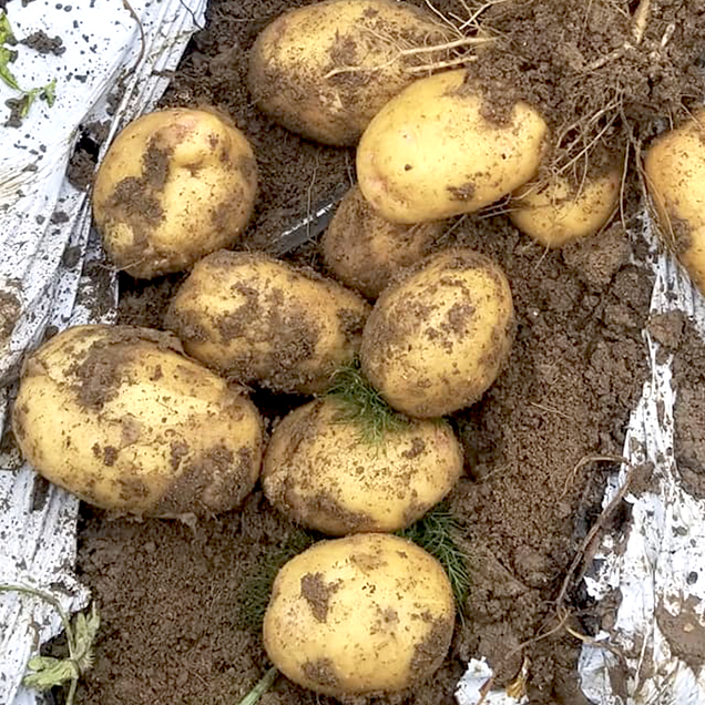 A group of freshly harvested potatoes partially covered in dirt lies on the ground. Some potatoes are still attached to their roots, and there are remnants of white plastic or fabric around them, possibly used for harvesting or protection. Fearrington Village