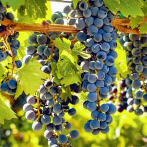 Clusters of dark purple grapes hang from vines surrounded by lush green leaves. The sun illuminates the scene, highlighting the rich colors and natural textures of the grapes and foliage. Fearrington Village