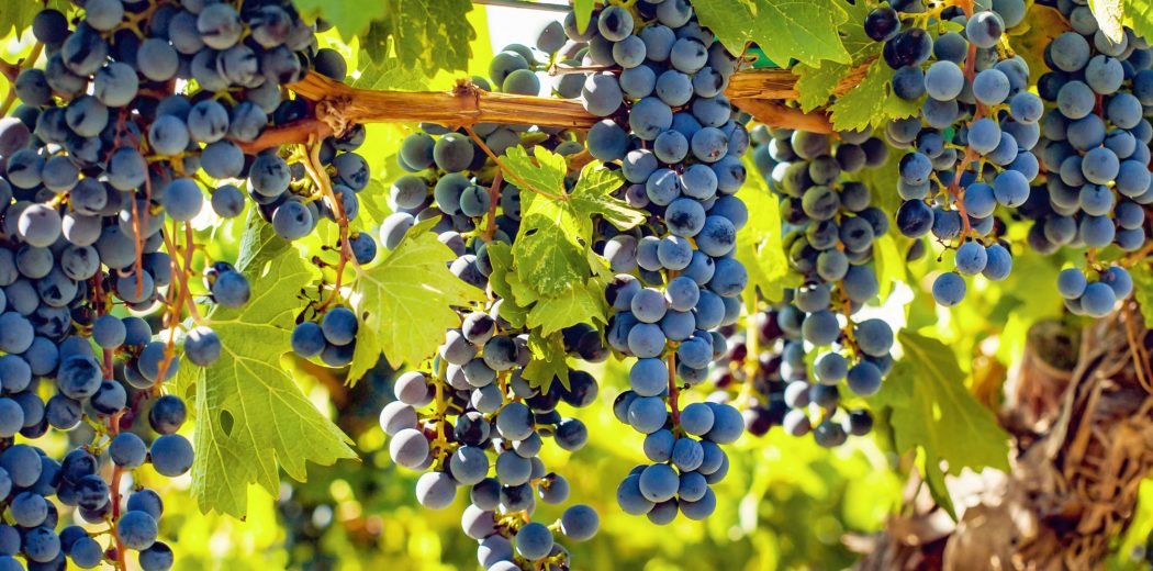 Clusters of dark purple grapes hang from vines surrounded by lush green leaves. The sun illuminates the scene, highlighting the rich colors and natural textures of the grapes and foliage. Fearrington Village