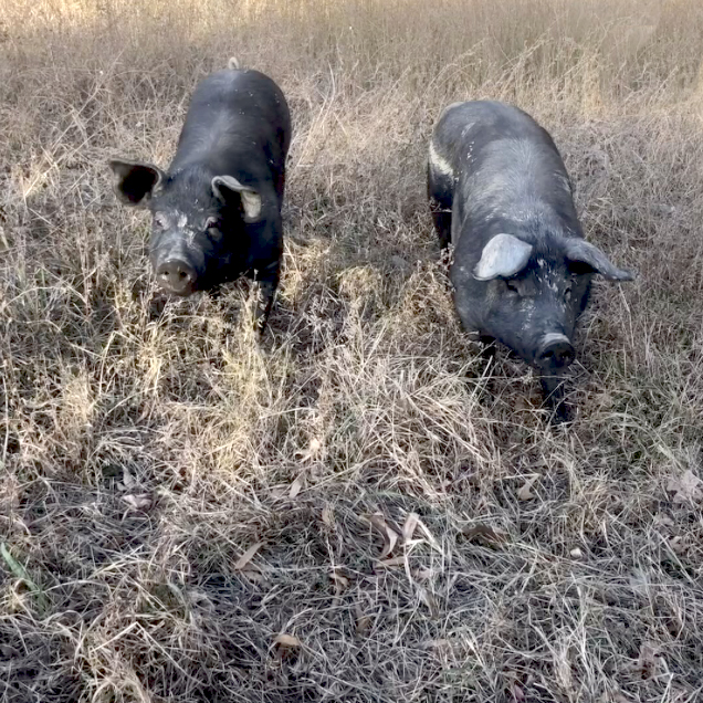 Two black pigs are standing in a dry, grassy field. They both have some dirt on their faces and bodies. The pig on the left has its ears perked up, while the pig on the right has its ears flopped down. The sky is not visible in the image. Fearrington Village