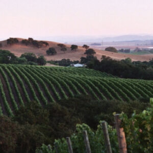 Gundlach Bundschu Winery. A picturesque vineyard with lush green grapevines stretching across rolling hills. Trees and bushes intersperse the rows. The sky is clear, and distant mountains are faintly visible under the warm sunset light. Fearrington Village