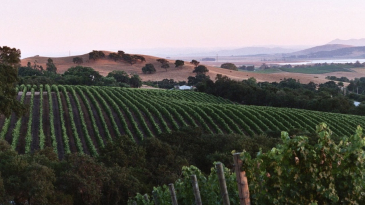 Gundlach Bundschu Winery. A picturesque vineyard with lush green grapevines stretching across rolling hills. Trees and bushes intersperse the rows. The sky is clear, and distant mountains are faintly visible under the warm sunset light. Fearrington Village