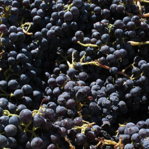 A close-up image of a large quantity of dark purple grapes still attached to green stems. Some grapes appear slightly shriveled, while others are plump. The grapes are densely packed, filling the entire frame. The scene is brightly lit, highlighting their rich color. Fearrington Village