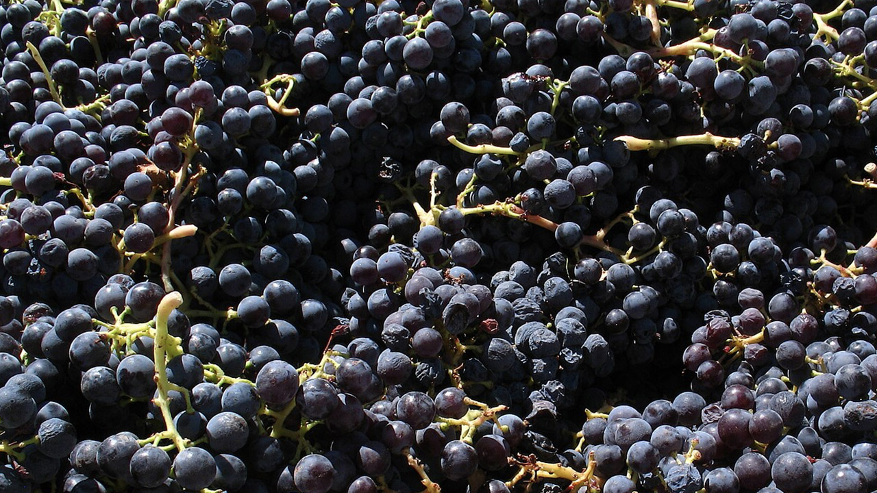 A close-up image of a large quantity of dark purple grapes still attached to green stems. Some grapes appear slightly shriveled, while others are plump. The grapes are densely packed, filling the entire frame. The scene is brightly lit, highlighting their rich color. Fearrington Village