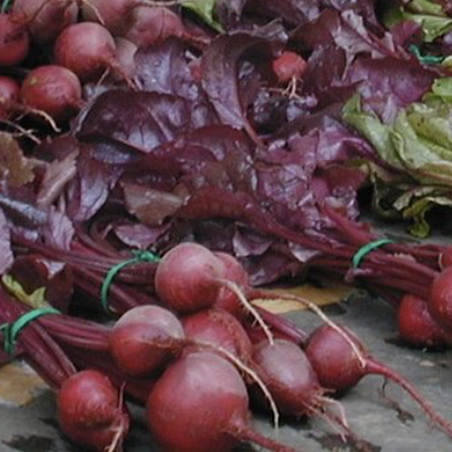 Bundles of fresh, round red beets with leafy greens are laid out on a market table. The beets are tied together with green rubber bands, showcasing their rich red color and vibrant, leafy tops. Fearrington Village