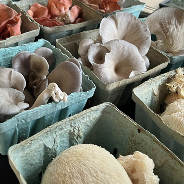 Various mushrooms are displayed in light blue cartons. The mushrooms range in color and type, including white, pink, purple, and brown varieties. Some have frilly edges, while others are more bulbous or clustered. The scene looks like a market or farm stand. Fearrington Village