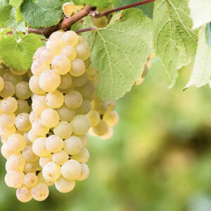 A close-up of a large cluster of light green grapes hanging from a vine. The grapes are surrounded by green leaves, with a blurred background of similar foliage. The grapes appear ripe and ready for harvest. Fearrington Village