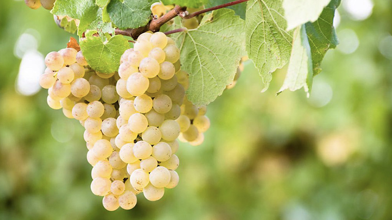 A close-up of a large cluster of light green grapes hanging from a vine. The grapes are surrounded by green leaves, with a blurred background of similar foliage. The grapes appear ripe and ready for harvest. Fearrington Village