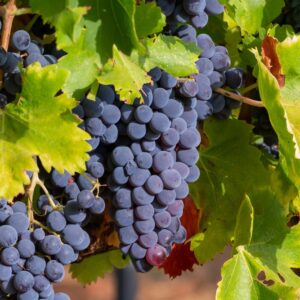 Close-up of a cluster of ripe purple grapes hanging on a vine, surrounded by vibrant green leaves with some brown edges. The grapes are densely packed, and the sunlight highlights their rich color and glossy surface. Fearrington Village