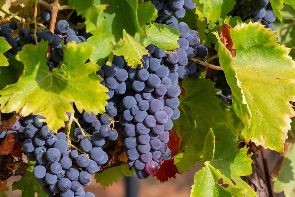 Close-up of a cluster of ripe purple grapes hanging on a vine, surrounded by vibrant green leaves with some brown edges. The grapes are densely packed, and the sunlight highlights their rich color and glossy surface. Fearrington Village