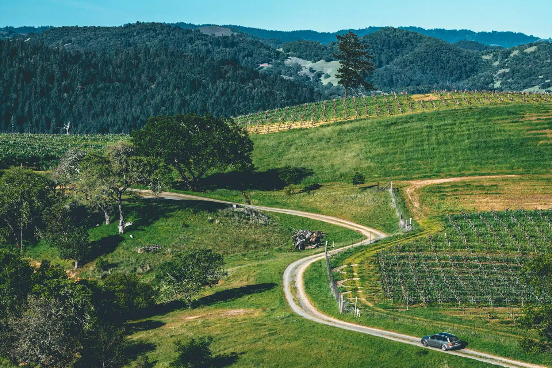 Lioco Wines. Winding dirt road cutting through rolling green hills with patches of vineyards and scattered trees. A single car is parked on the road. Forest-covered mountains rise in the background under a clear blue sky. Fearrington Village