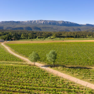 Triennes Winery. A scenic vineyard stretches across a lush green landscape with rows of grapevines under a clear blue sky. A dirt path winds through the vineyard, flanked by two trees, leading towards a distant range of forested hills and rugged mountains. Fearrington Village