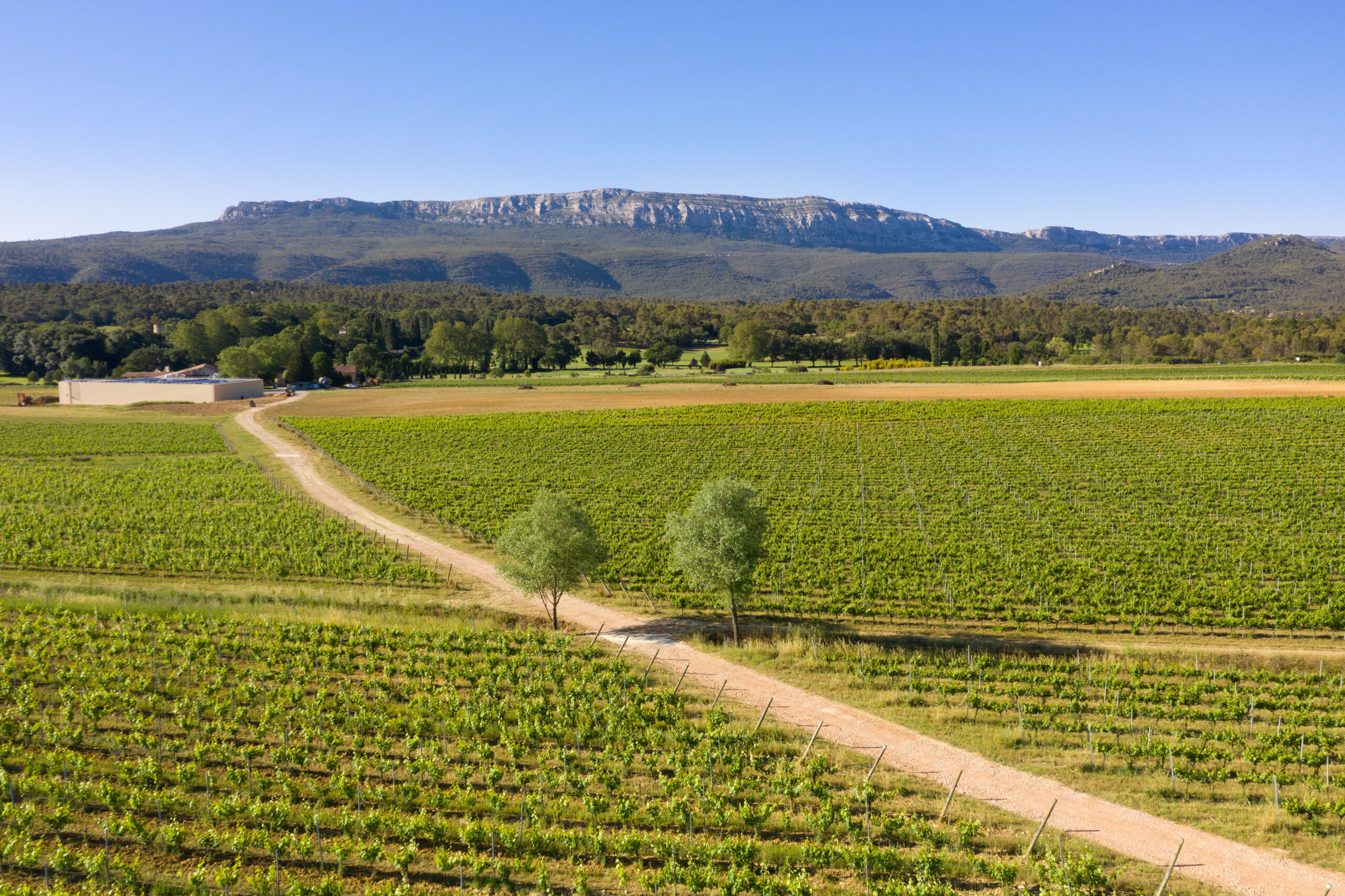 Triennes Winery. A scenic vineyard stretches across a lush green landscape with rows of grapevines under a clear blue sky. A dirt path winds through the vineyard, flanked by two trees, leading towards a distant range of forested hills and rugged mountains. Fearrington Village