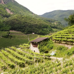 Corvée Winery. A scenic vineyard stretches across rolling hills, dotted with rows of grapevines and a rustic stone building with a wooden roof in the center. Lush green mountains rise in the background under a lightly clouded sky. Fearrington Village