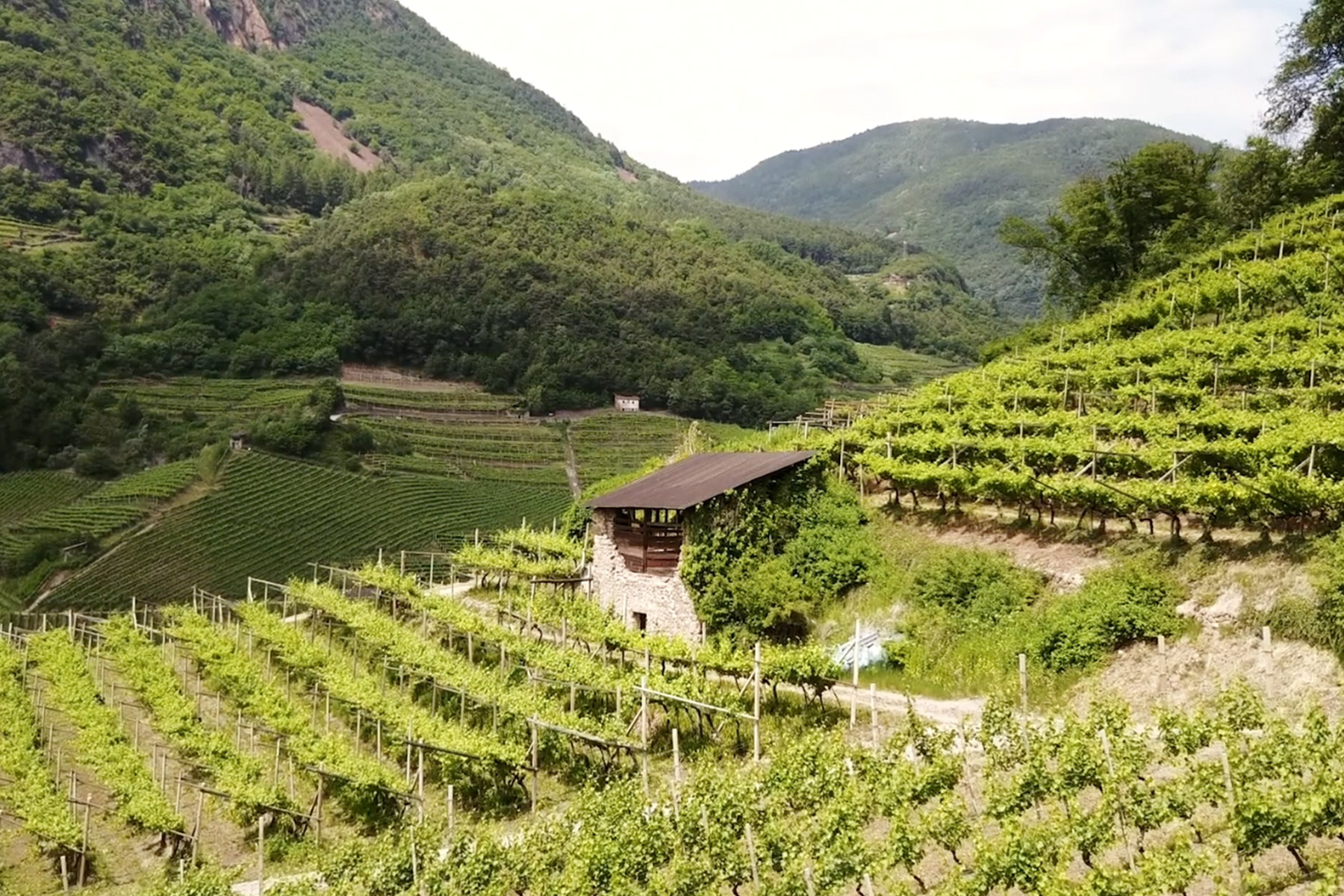 Corvée Winery. A scenic vineyard stretches across rolling hills, dotted with rows of grapevines and a rustic stone building with a wooden roof in the center. Lush green mountains rise in the background under a lightly clouded sky. Fearrington Village