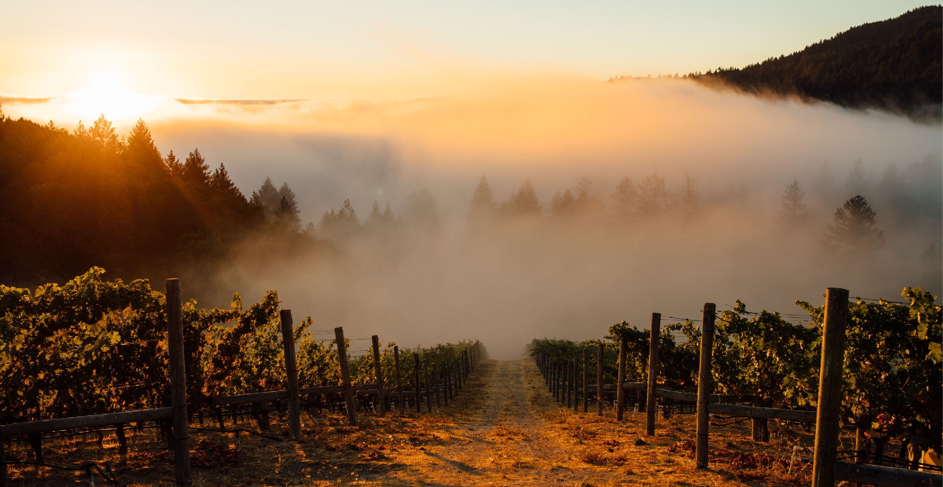 Rudd Estate. A scenic vineyard at sunrise, with rows of grapevines stretching into the distance. A layer of fog cloaks the lower parts of the vineyard and surrounding hills, with the warm glow of the rising sun illuminating the scene from the background. Fearrington Village