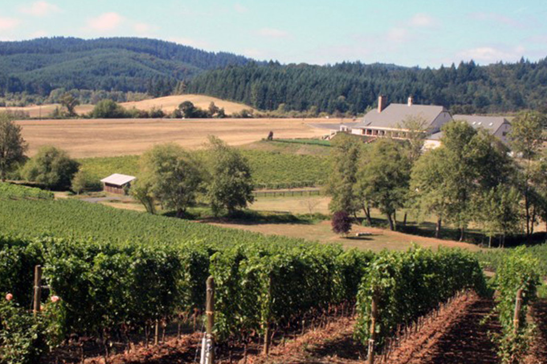 St. Innocent Winery. A scenic landscape featuring a vast vineyard with rows of grapevines in the foreground. In the background, there is a large farmhouse surrounded by fields and trees, with forested hills in the distance under a clear sky. Fearrington Village