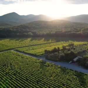 Aerial view of a lush vineyard with rows of grapevines stretching into the distance. The sun sets behind a range of wooded hills, casting a warm glow over the landscape. Fearrington Village